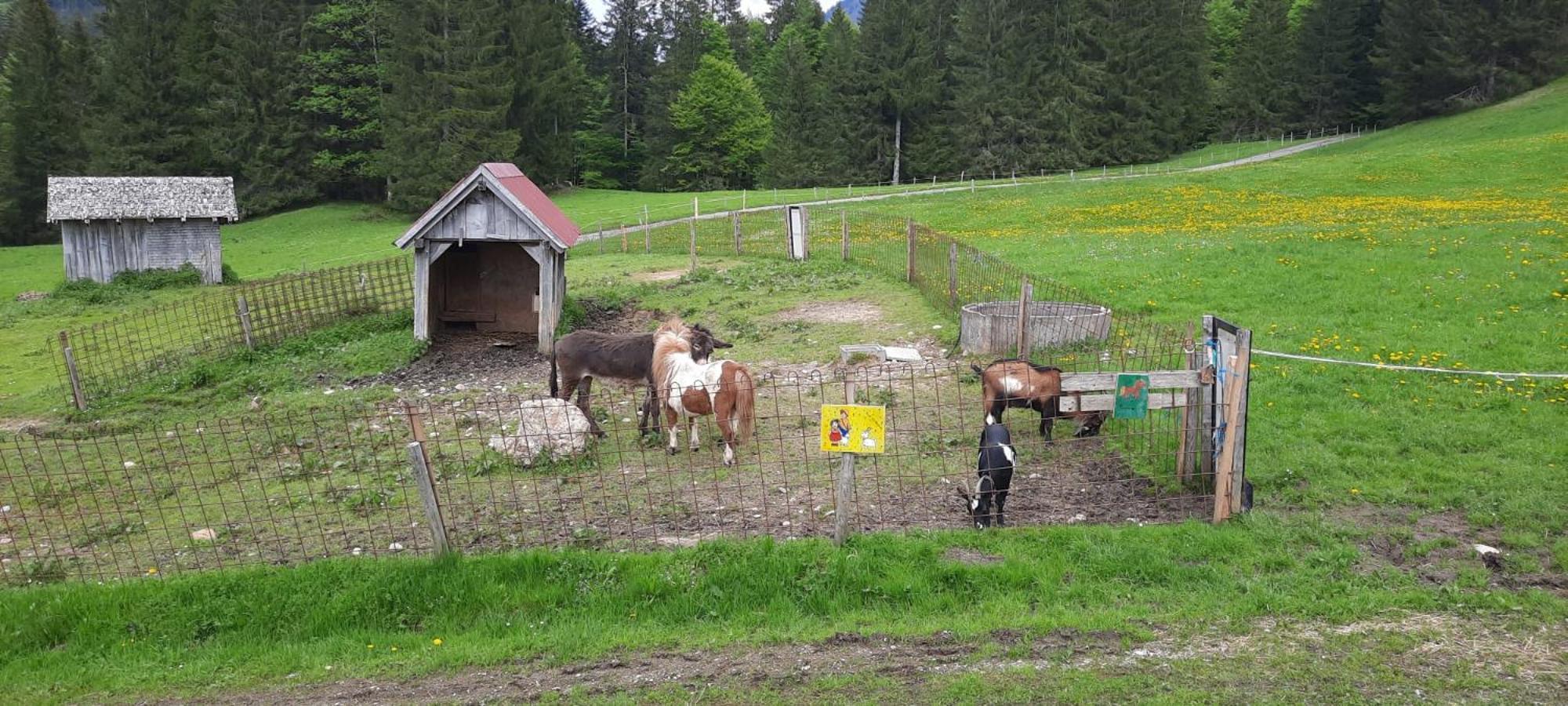 Jausenstation Neuschwand Villa Hittisau Dış mekan fotoğraf